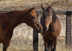 Nifty Dream photo Nifty Dream photo