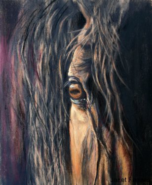 Graceful Gaze Graceful Gaze