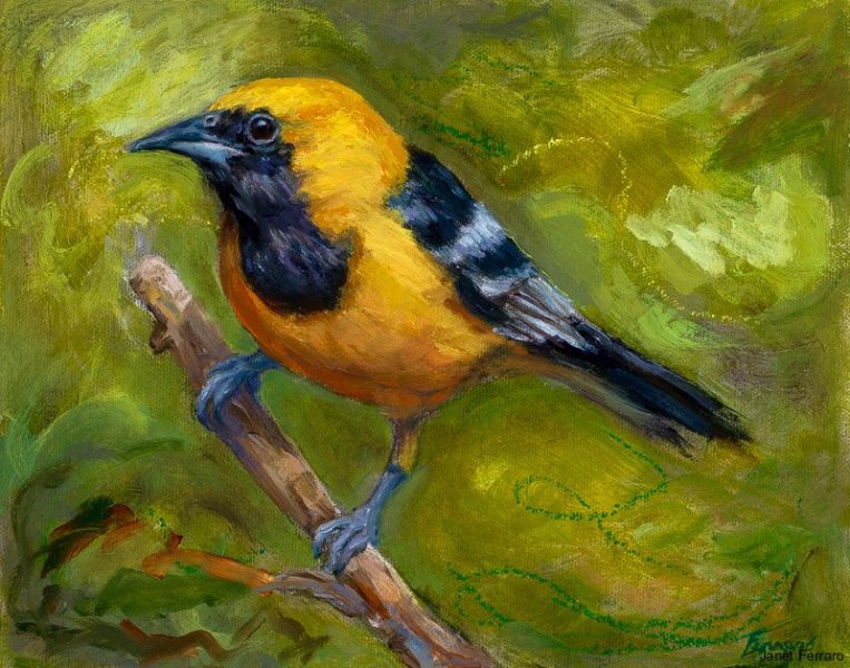 Hooded Oriole