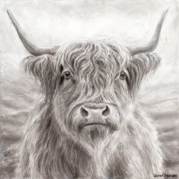 Highland Cow