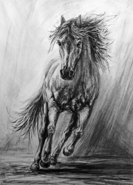 gallop