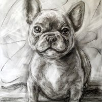 Frenchie