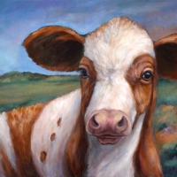 Curious Calf