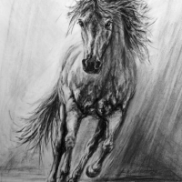 gallop