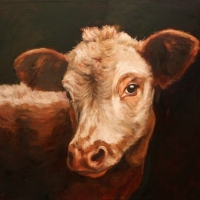Gazing Cow